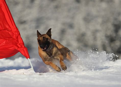 Belgický ovčiak pri práci s políciou