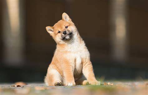 Shiba Inu - portret a charakter