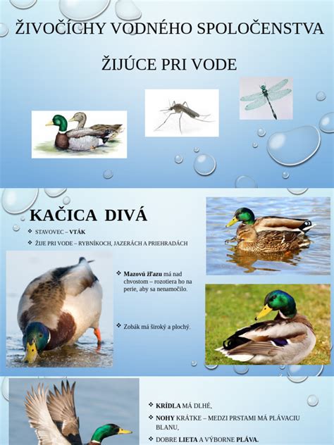 Infografika: Typické proporcie a vzhľad španielskeho vodného psa