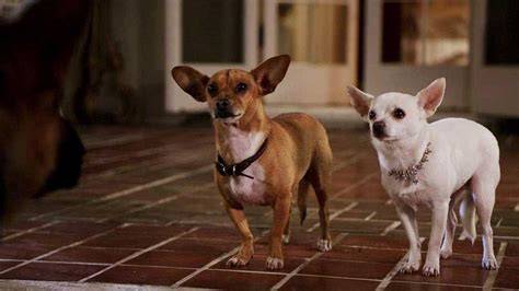 Téma obrázka: Scéna z Beverly Hills Chihuahua 2 s hlavnými psami na dvore