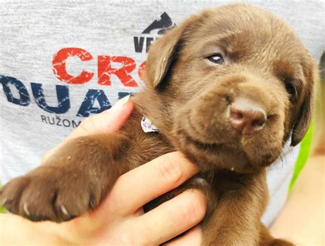 šteniatka labradorov rôznych farieb