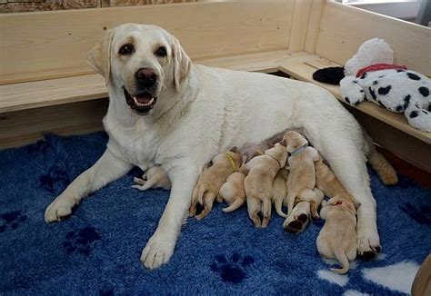 Rodinka s hravým šteniatkom labradorského retrievera