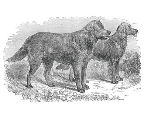 Infografika: Pôvod a vývoj labradora od St. John’s Dog po súčasný Labrador Retriever