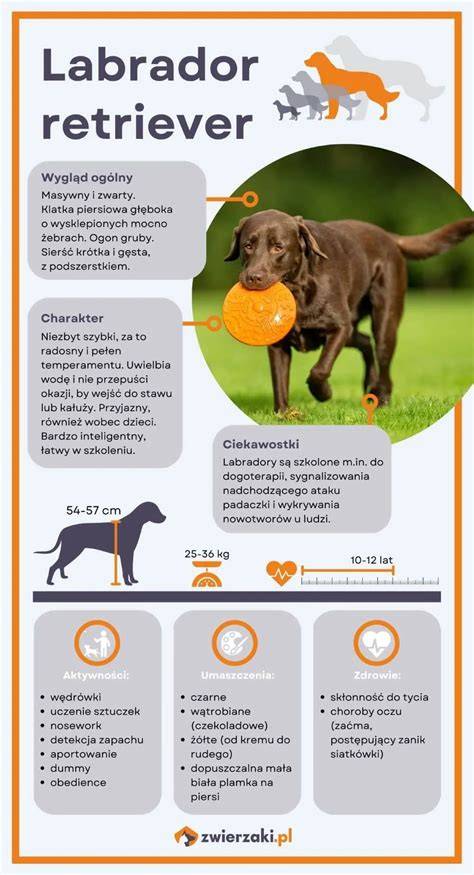 Infografika: Labrador + Vlčiak - čo očakávať pri krížencoch