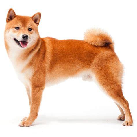 Shiba Inu typický vzhľad: líščí vzhľad, trojuholníkové uši, hustá srsť