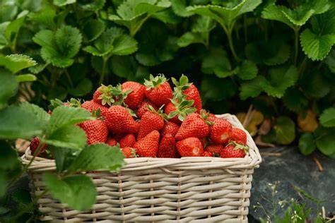 Jahody a ich štruktúra: vitamíny, minerály, vláknina a antioxidanty