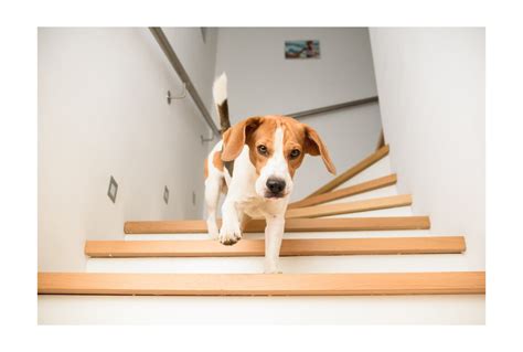 Príznaky ochrnutia zadných končatín u psa