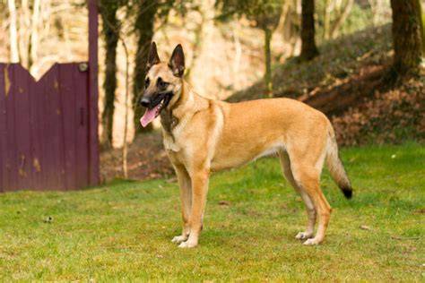 Belgický Malinois - charakter a vzhľad: krátka srsť, ihneď rozpoznateľná maska