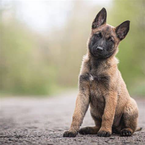 Cena a socializácia šteniatok Malinois