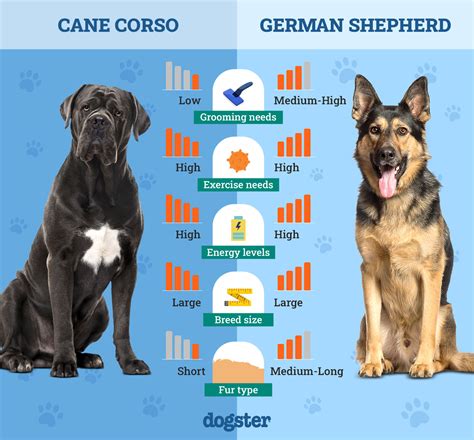 Infografika: Porovnanie veľkostí a nárokov na cvičenie pre Nemeckého ovčiaka, Cane Corso a German Pinscher