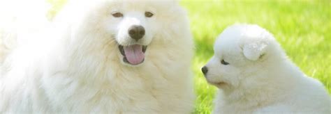 Samojed hrajúci sa s deťmi