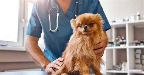 Graf ukazujúci význam pravidelných veterinárnych prehliadok