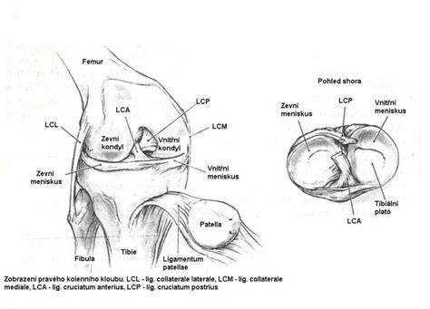 Infografika anatomie ACL a jeho vežu v kolene