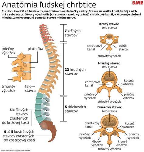 Infografika: anatomia chrbtice psa a lokalizácia bežných ochorení