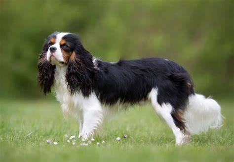Obrázok zobrazujúci Cavalier King Charles Spaniel so svojou hodvábnou srsťou a charakteristickými veľkými očami