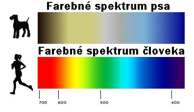 Pes vidí farby