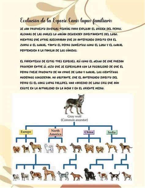 Infografika: Evolučná línia psa od Miacisa po Canis lupus familiaris