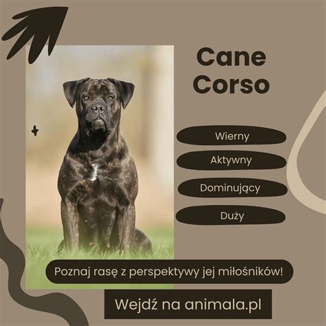 Štruktúra tela a hlavy Cane Corso