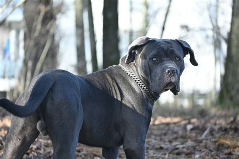Chovateľská stanica Cane Corso