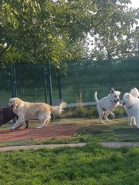 Škôlka psov hrajúca sa s deťmi