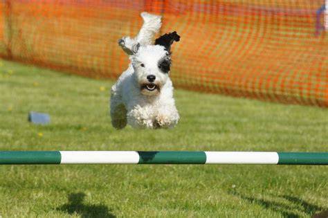 Obrázok: Hráč v súťaži agility so psom - vizuálny prehľad