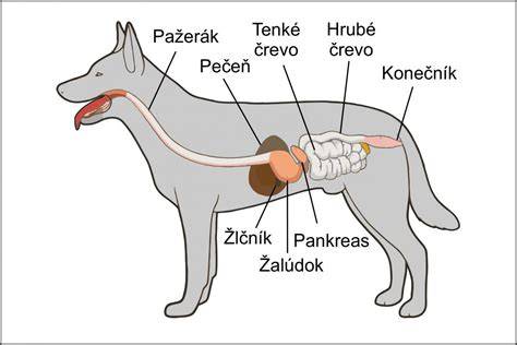 Infografika: čo ovplyvňuje tráviaci trakt psa