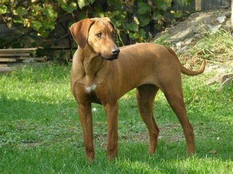 Obrázok s charakteristickým pásom srsti Ridgebacka na chrbte