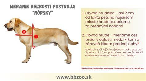 Infografika: Porovnanie obojku, postroja a postojov pre psa