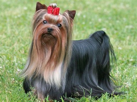 Yorkshirsky terrier srsť