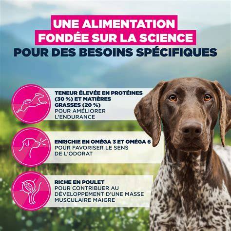 Infografika: Enrichment aktivity pre psa (základné kategórie a príklady)