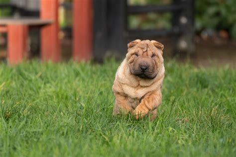 Typické vrásky a sfarbenie srsti Shar pei