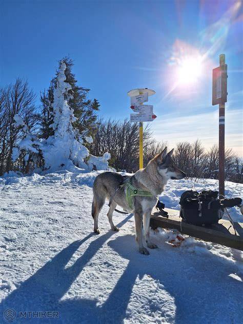 turistika_so_psom_husky_barana