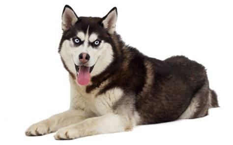 Sibírsky husky - vzhľad a základné charakteristiky