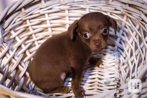 Infografika: Požiadavky na majiteľa kríženca čivavy a holandského ovčiaka