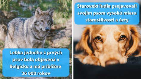 Infografika: Evolúcia psa od vlka k domestikovanému plemenu