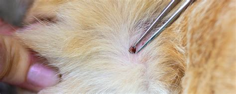 Ilustrácia bĺch na koži psa