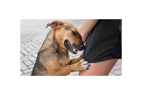 Schematické znázornenie rôznych typov kožných problémov u psov