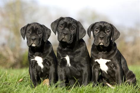 Graf vývoja populácie Cane Corso v Európe