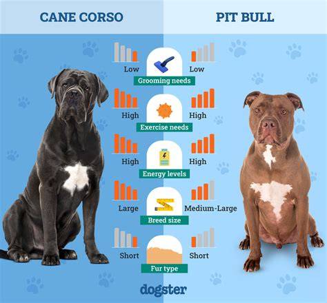 Diagram ideálu dávky krmiva pre Cane Corso