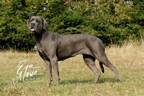 Schéma: Vzor výcviku Cane Corso a ZOP skúška