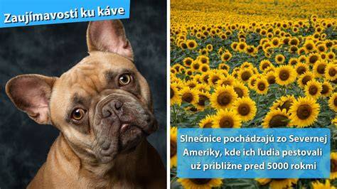 Infografika: Charakteristiky francúzskeho buldočka