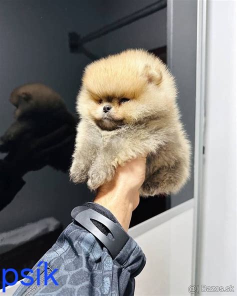 Pomeranian s huňatou srsťou