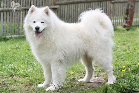 Biely samojed s typickým úsmevom