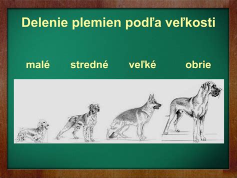 Štruktúra plemien psov podľa veľkosti