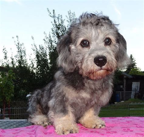 Portrét psa Dandie Dinmont teriér