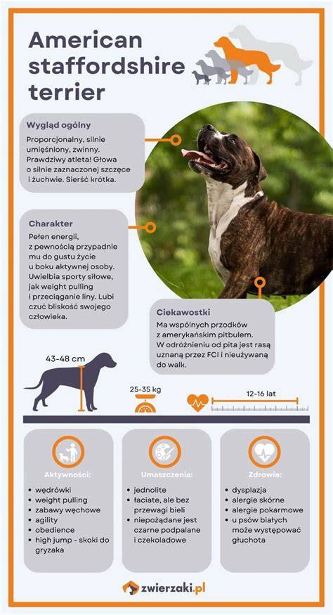 Infografika o vzhľade a exteriéri Amstaff