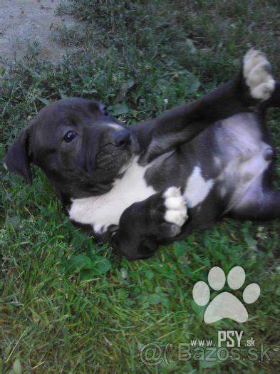 Šteniatko Amstaff (modro-biele) v domácnosti