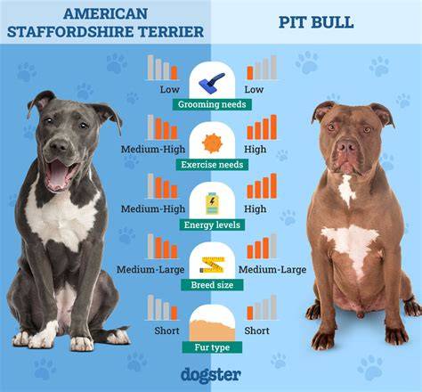 Infografika: História Amstaff a Pitbull v Európe