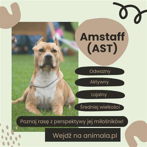 Grafika: Základy starostlivosti o Amstaff