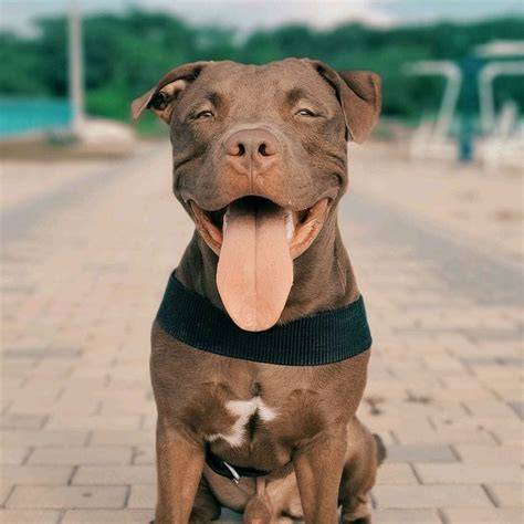 Graf výživy Amstaff a Pitbull podľa BARF